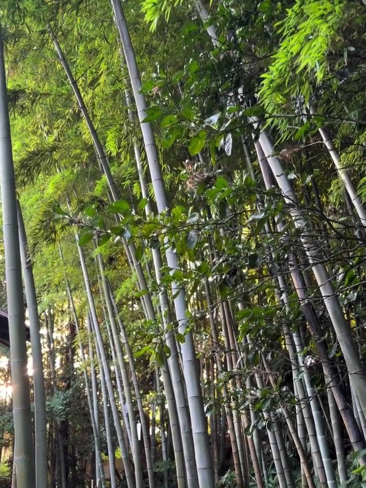 サロンの目の前に広がる竹林