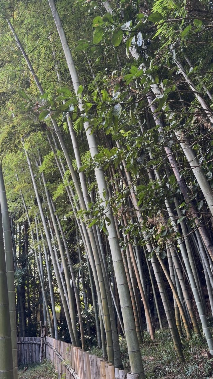 サロン前の竹林